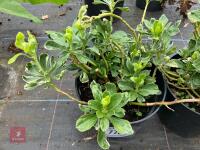 2 X UNKNOWN SHRUBS - 3