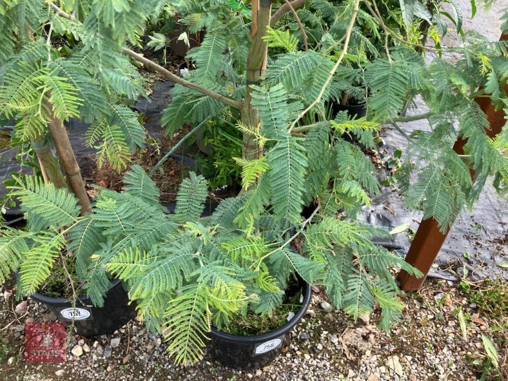 ACACIA DEALBATA EVERYGREEN TREE