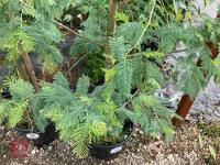 ACACIA DEALBATA EVERYGREEN TREE