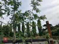 ACACIA DEALBATA EVERYGREEN TREE - 3