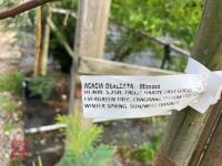 ACACIA DEALBATA EVERYGREEN TREE - 4