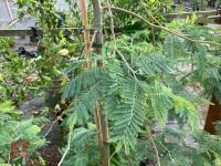 ACACIA DEALBATA EVERYGREEN TREE - 5