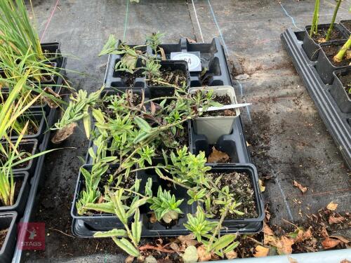 7 X MIXED PERENNIAL