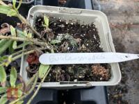 7 X MIXED PERENNIAL - 3