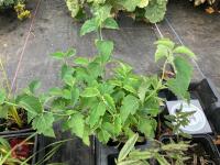 7 X MIXED PERENNIAL - 4