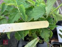 7 X MIXED PERENNIAL - 5