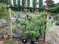 ACACIA DEALBATA EVERYGREEN TREE