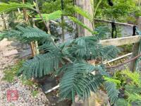 ACACIA DEALBATA EVERYGREEN TREE - 3