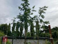 ACACIA DEALBATA EVERYGREEN TREE - 5
