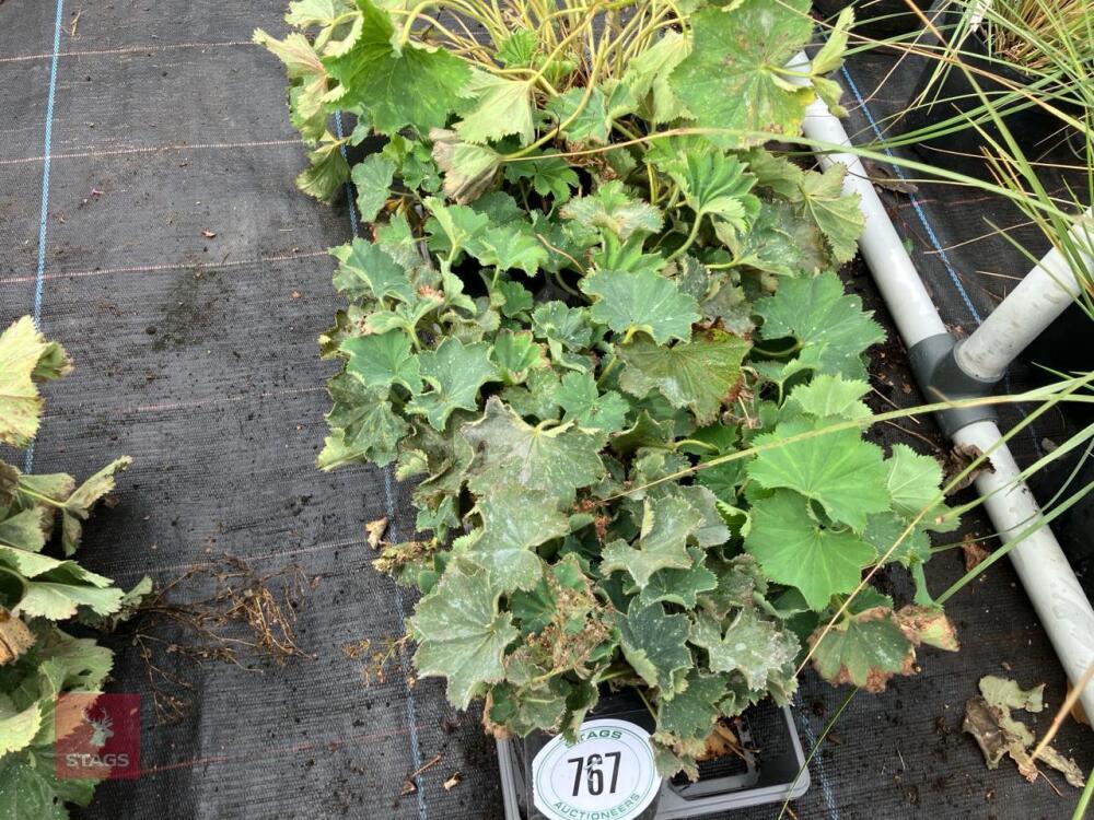 6 X ALCHEMILLA MOLLIS