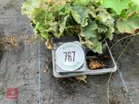 6 X ALCHEMILLA MOLLIS - 2