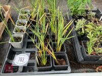 21 X DIERAMA PERENNIAL