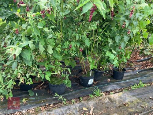 5 X LEYCESTERIA