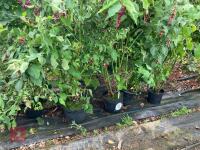 5 X LEYCESTERIA