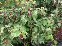 5 X LEYCESTERIA - 3