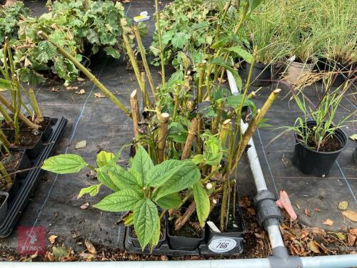 15 x HELIANTHUS LEMON QUEEN PERINNIAL