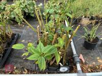 15 x HELIANTHUS LEMON QUEEN PERINNIAL