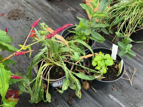 3 X MIXED SHRUBS