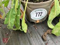 3 X MIXED SHRUBS - 2