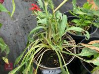 3 X MIXED SHRUBS - 3