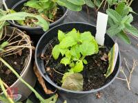 3 X MIXED SHRUBS - 4