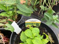 3 X MIXED SHRUBS - 5