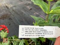3 X MIXED SHRUBS - 7