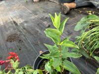 3 X MIXED SHRUBS - 8