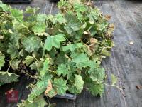 12 X ALCHEMILLA MOLLIS