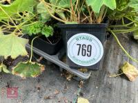 12 X ALCHEMILLA MOLLIS - 2