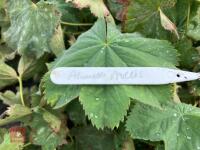 12 X ALCHEMILLA MOLLIS - 3