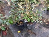 3 X ELAEAGNUS X EBBINGEI