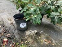 3 X ELAEAGNUS X EBBINGEI - 2
