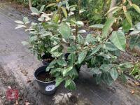 3 X ELAEAGNUS X EBBINGEI - 3