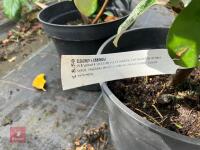 3 X ELAEAGNUS X EBBINGEI - 4