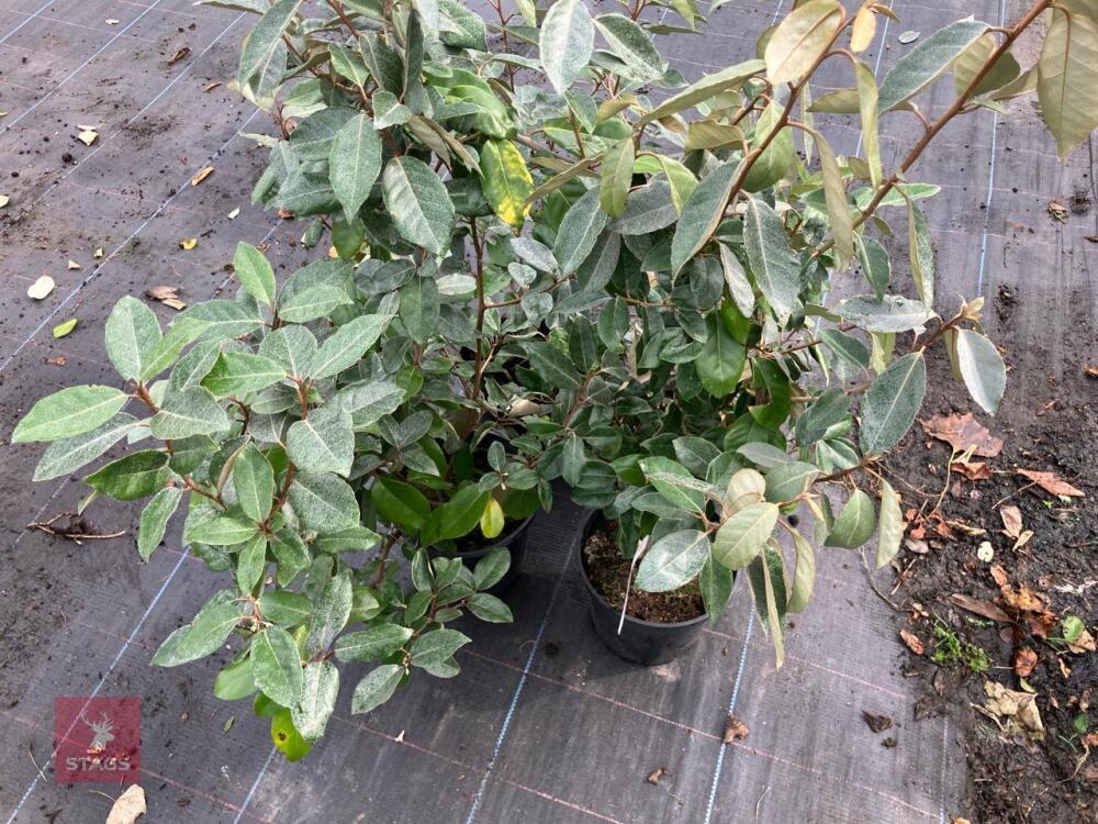 4 X ELAEAGNUS X EBBINGEI