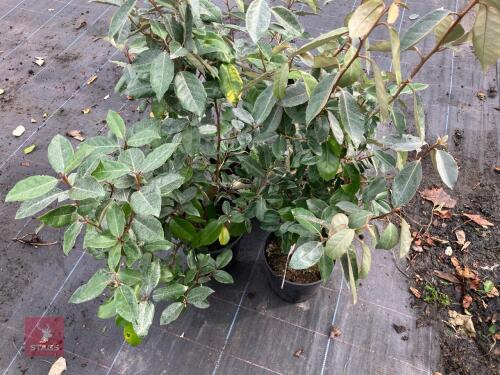 4 X ELAEAGNUS X EBBINGEI