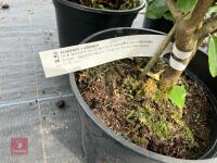 4 X ELAEAGNUS X EBBINGEI - 2