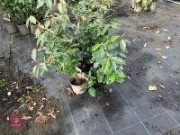 4 X ELAEAGNUS X EBBINGEI - 3