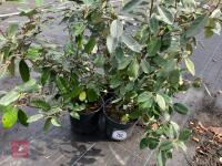 4 X ELAEAGNUS X EBBINGEI - 4
