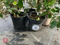 4 X ELAEAGNUS X EBBINGEI - 5