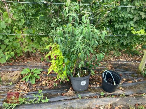 2 X MIXED SHRUBS