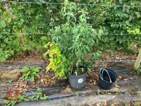 2 X MIXED SHRUBS