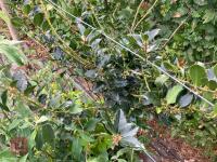 2 X MIXED SHRUBS - 3