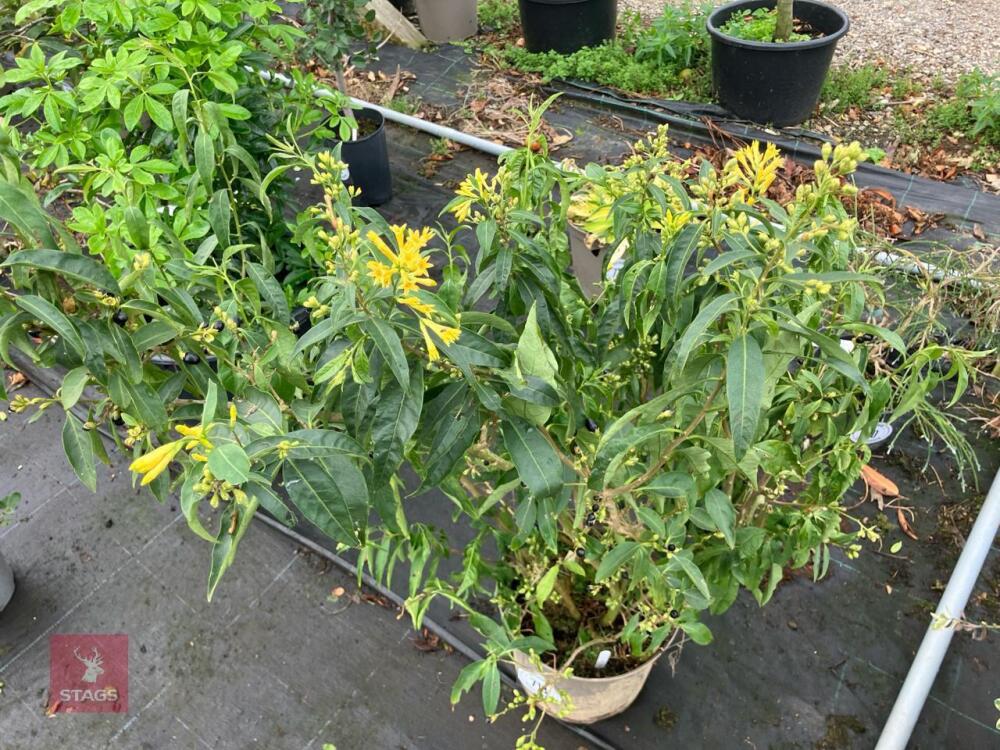 1 X CESTRUM PARQUI