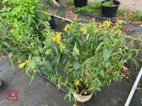 1 X CESTRUM PARQUI