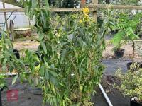 1 X CESTRUM PARQUI - 3