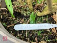 1 X CESTRUM PARQUI - 4