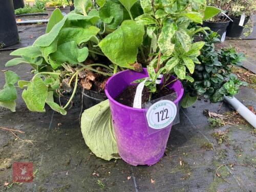 3 X MIXED SHRUBS