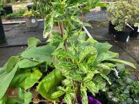 3 X MIXED SHRUBS - 3